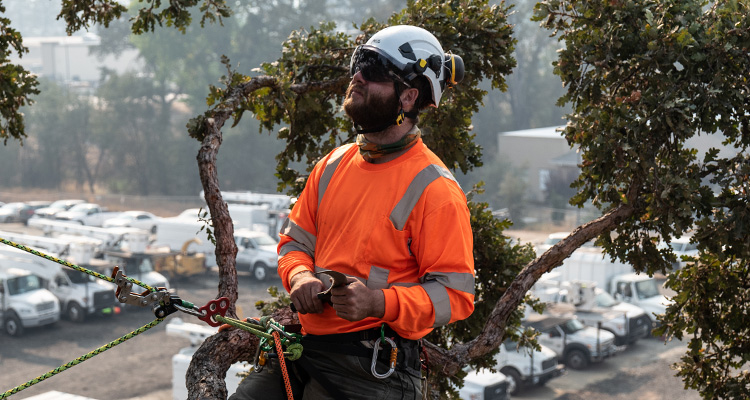 a person dressed for tree work wearing a brightly colored orange long-sleeved shirt with reflective stripes and a white safety helmet