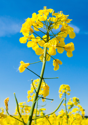 a vibrant, close-up view of a flowering rapeseed plant