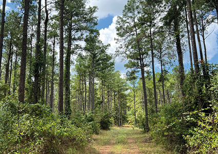 a scenic woodland path cutting through the pine plantation
